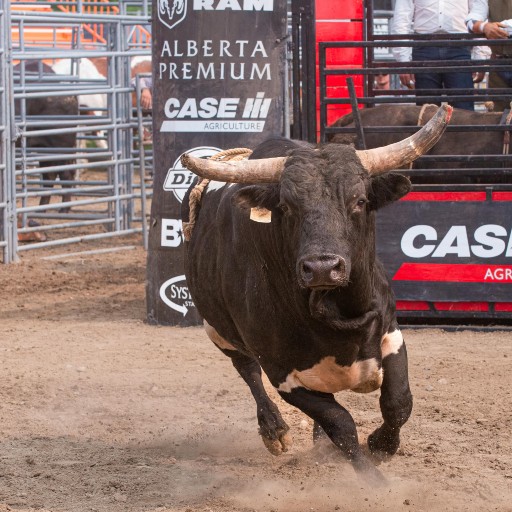 Bull running inside the arena during a rodeo event in Nampa, Idaho, highlighting local western entertainment