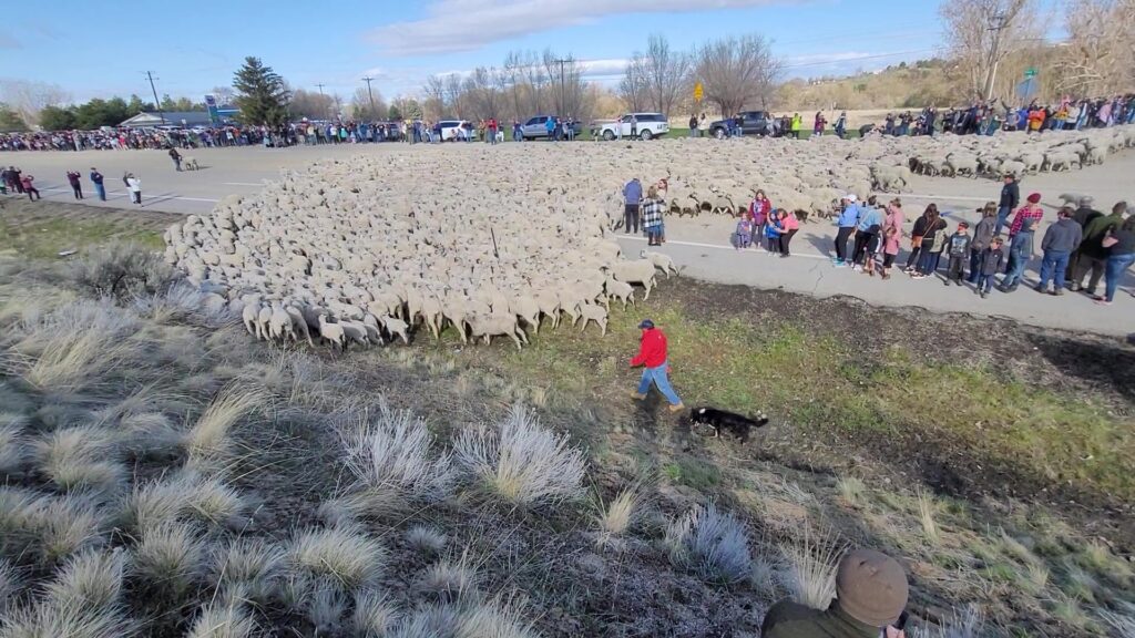Boise sheep crossing near Eagle Idaho on Highway 55